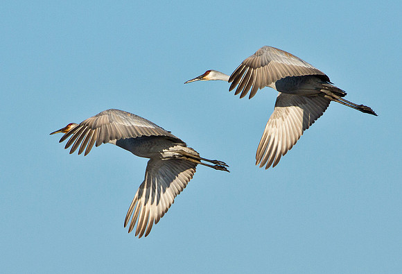 Sandhill Cranes in Flight