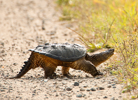 Northern Snapping Turtle
