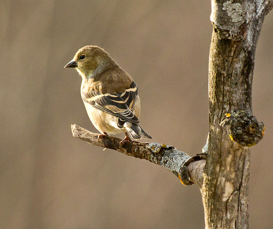 Goldfinch - Female