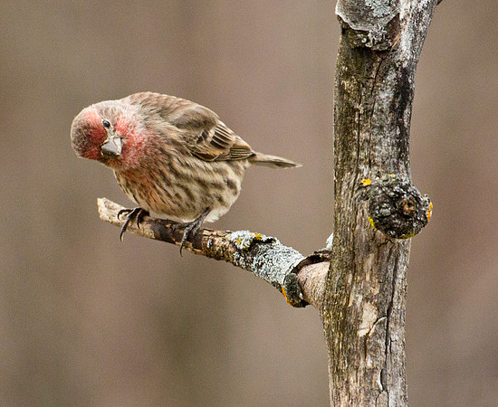 House Finch, Male (Winter Plumage)