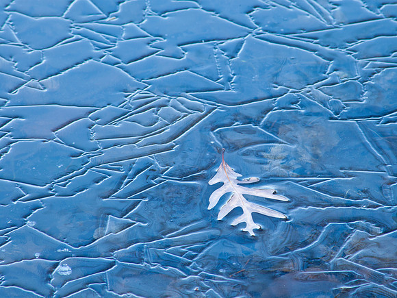 Pattern Ice & Oak Leaf