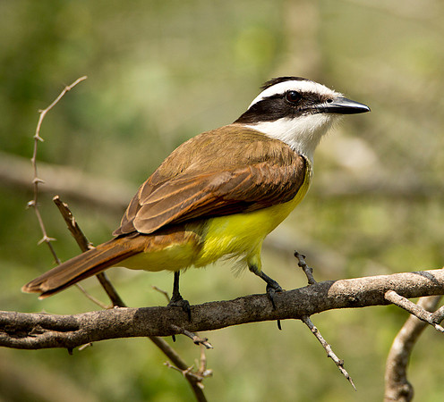 Great Kiskadee