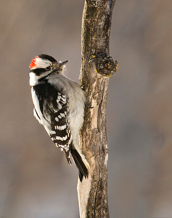 Downy Woodpecker, Male