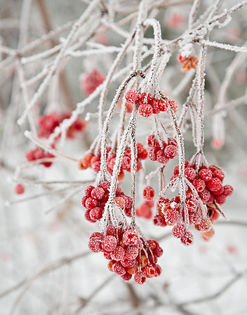Frost-Coated Berries