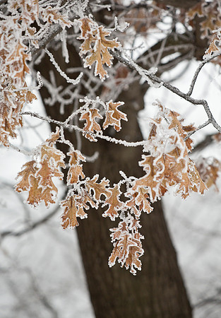 Frost-Haloed Oak Leaves II
