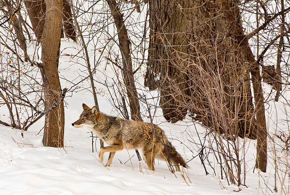 Adult Coyote