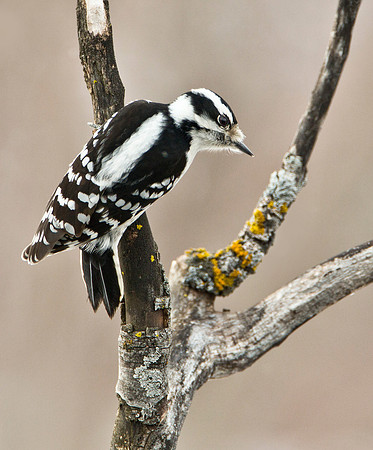 Downy Woodpecker, Female