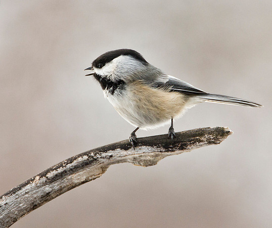Black Capped Chickadee