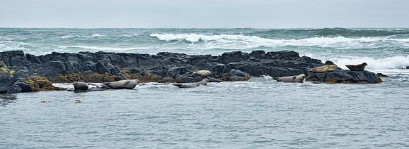 Seal Colony - Ytri Tunga Beach