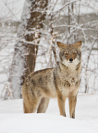 Coyote