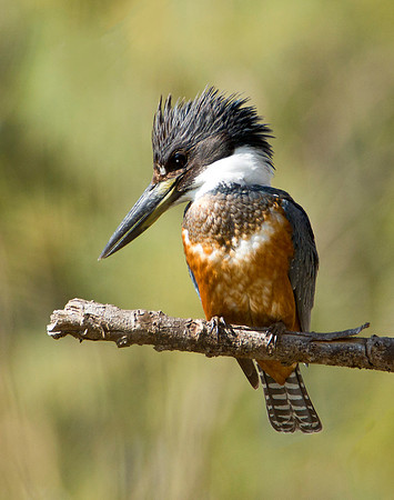 Ringed Kingfisher