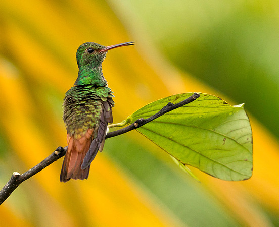Rufous Tail Hummingbird