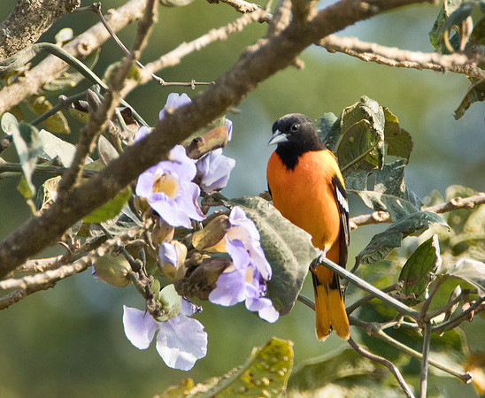 Baltimore Oriole - Santa Elena