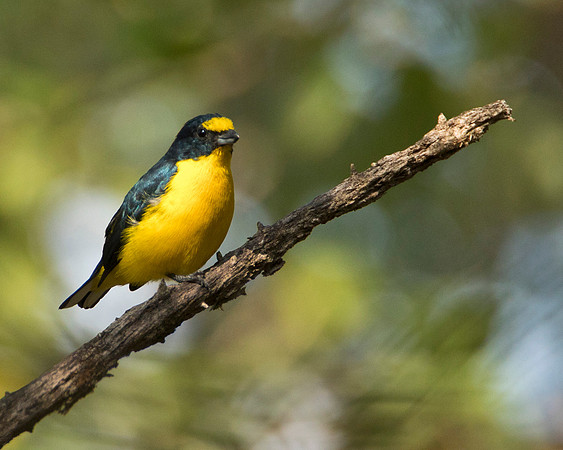 Yellow Crowned Euphonia