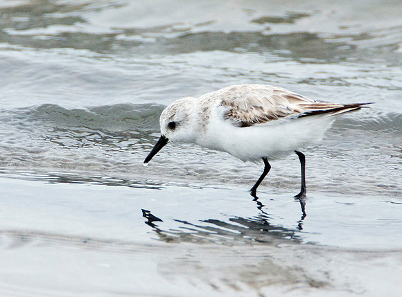 Sanderling