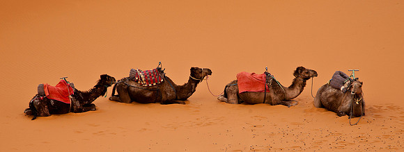 Camels - Merzouga Dunes