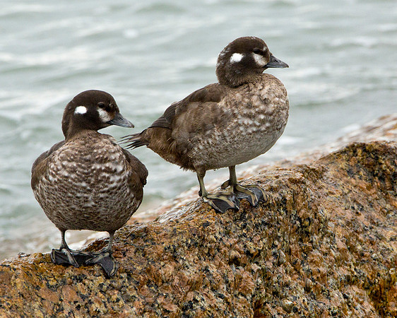 Harlequin Duck