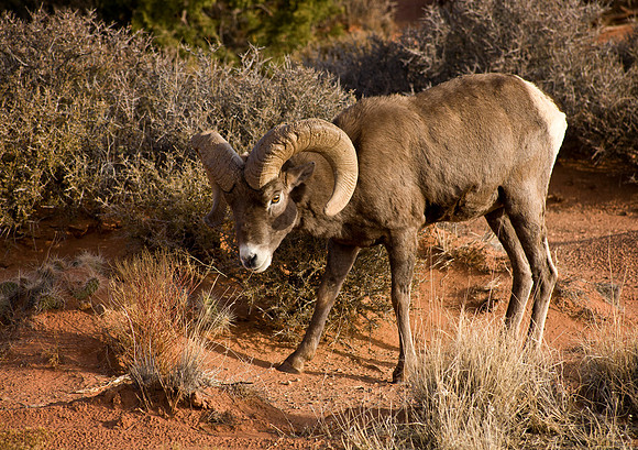 Desert Bighorn Sheep