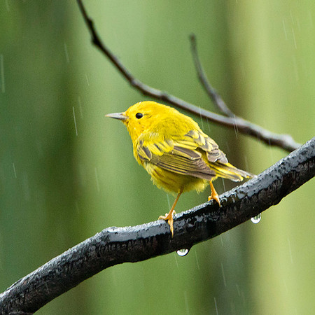 Yellow Warbler