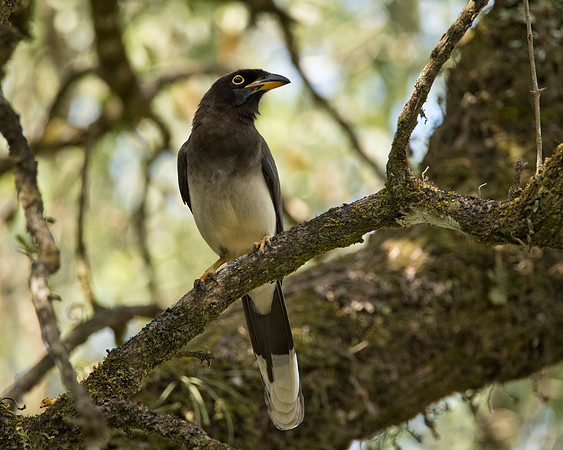 Brown Jay - Santa Elena