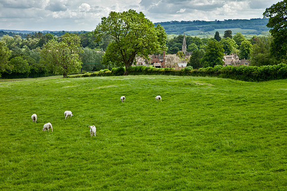 Sheep & Village - Cotswolds