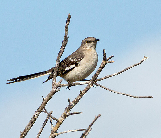 Northern Mockingbird