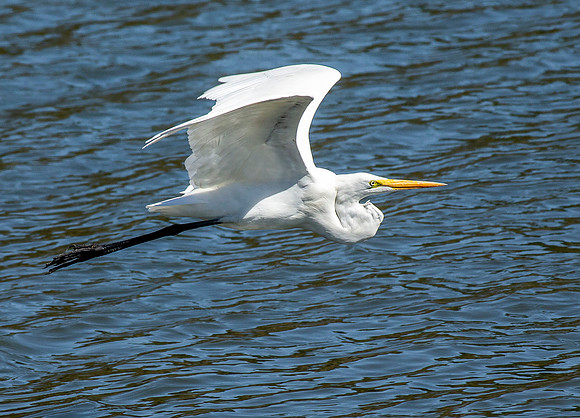 Great Egret in Flight - California