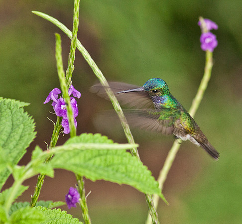 Hummingbird - Corcovado