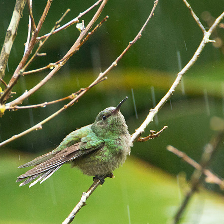 Scaly Breasted Hummingbird in the Rain
