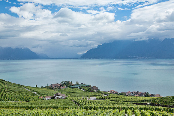 Vinyards - Lake Geneva