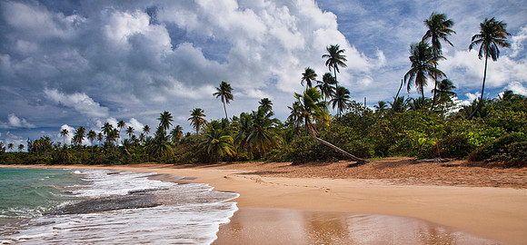 Leaning Palm Beach - Pirate's Bay, Puerto Rico
