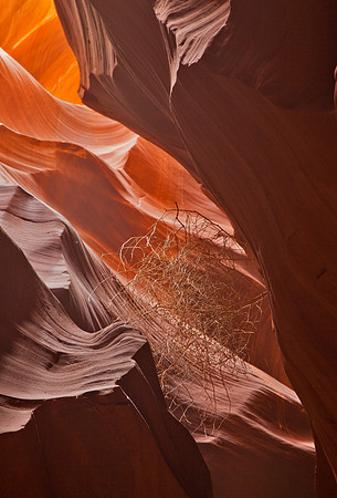 Tumbleweed - Upper Antelope Canyon