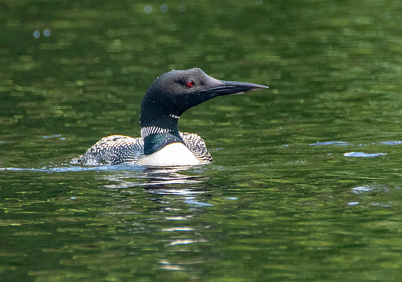 Northern Loon - Minnesota State Bird