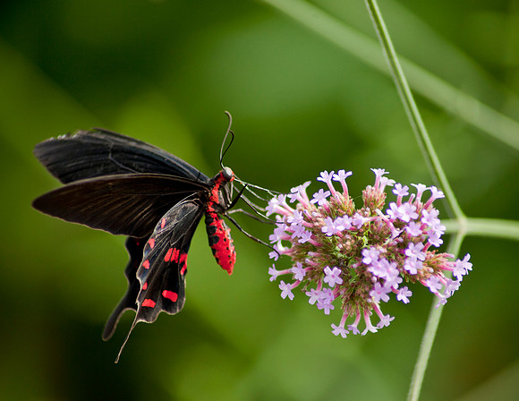 Ruby Spotted Swallowtail