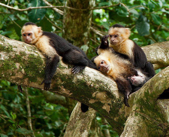 Capuchin Family - Manuel Antonio National Park