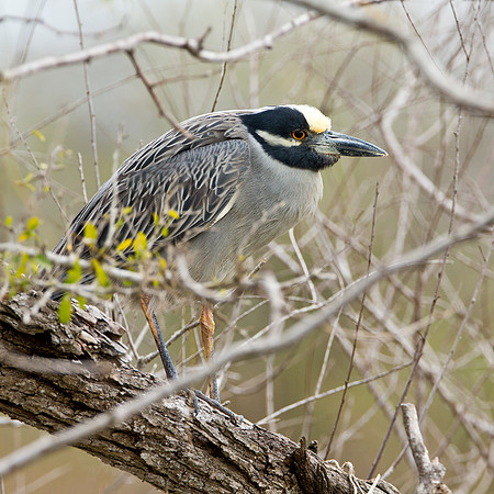 Yellow Crowned Night Heron