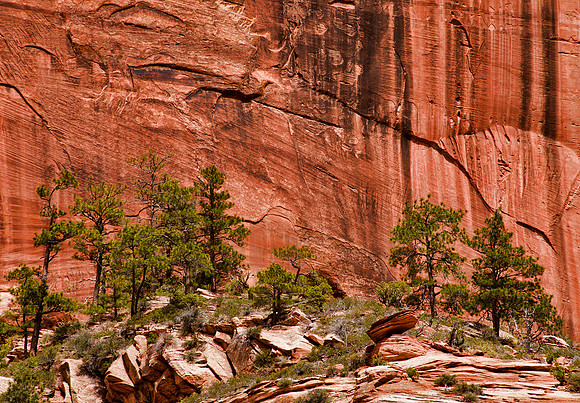 Pines & Desert Varnish - Taylor Creek Canyon