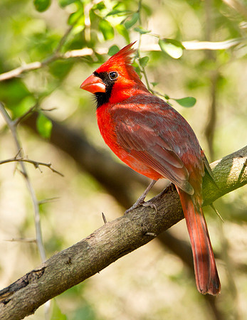 Male Cardinal