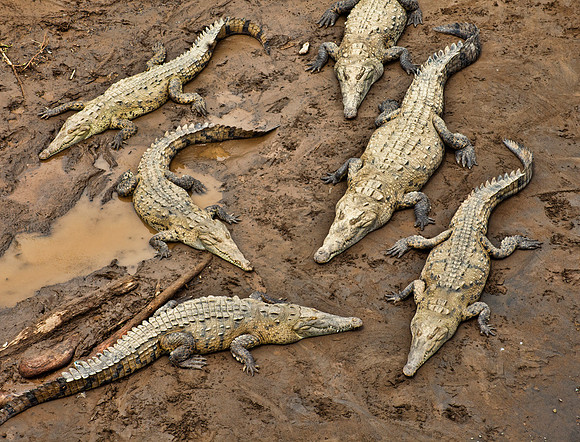 Cocodrilos - Rio Tarcoles