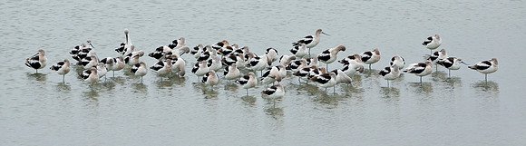 American Avocet Panoramic