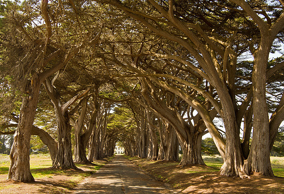 Cypress Tunnel - Pt. Reyes