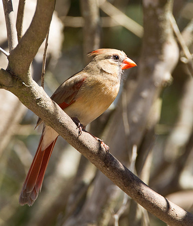 Adult Female Cardinal
