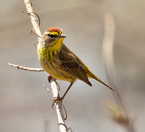Palm Warbler