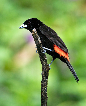 Scarlet Rump Tanager