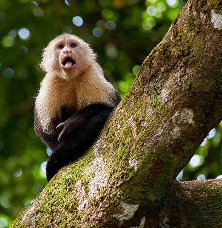 White Faced Capuchin - Corcovado
