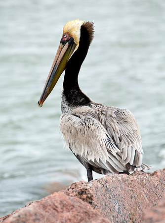Adult Brown Pelican