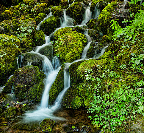 Mossy Riffles - Lake Quinault, Olympic Peninsula