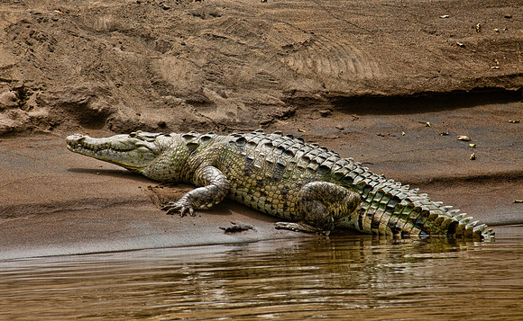 River 'Croc' - Guanacaste