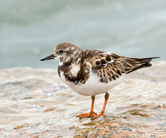 Ruddy Turnstone