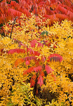 Autumn Sumac - Minnesota